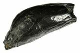 Fossil Sperm Whale (Scaldicetus) Tooth - South Carolina #277324-1